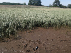 Acquiring in situ data of tidal flooding is key for the successful restoration planning of intertidal wetlands such as salt marshes and mangroves.