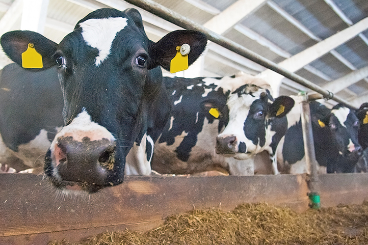 Tierwissenschaften