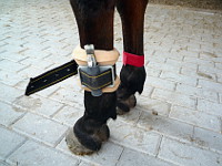 MSR145 data logger with acceleration sensor. The study recorded 5-minute intervals at a walk, trot and canter.