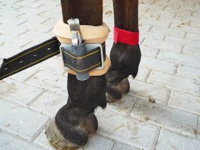 Beschleunigungs-Datenlogger an Pferd misst Bewegungsaktivitäten