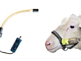 Fressverhalten von Schafen überwachen mittels Drucksensor-Datenlogger